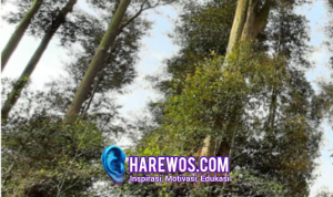 Explore Cicareuh, Ramdan Rustarmono: Jejak Pabrik Karet & Pohon Gutta Percha Jadi Spot Kekinian