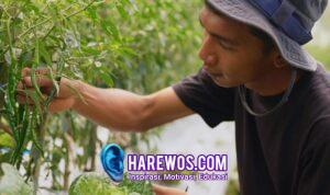 Harga Sayur Lebih Stabil Setelah Ada MBG, Petani Boyolali Harap Program Terus Berlanjut