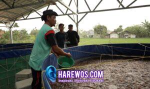 Program MBG Dorong Rantai Pasok Lokal, Budidaya Lele Jadi Tulang Punggung