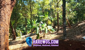 Dari Alam ke Pasar Potensi Kebun Kecamatan Cikakak Sukabumi Tingkatkan Kesejahteraan